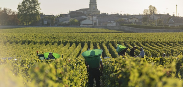 Vendanges au château Calon-Ségur : les équipes récoltent les raisins dans les vignes, illustrant le savoir-faire viticole bordelais.